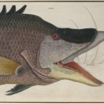 The Crocker Art Museum Has Gone Fishing